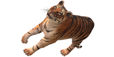 Tigre aislado en un transparente antecedentes png