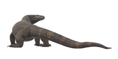 Comodo Dragon isolated on  a Transparent Background png