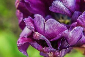 Purple tulip flowers in spring time. Close up macro of fresh spring flower in garden. Soft abstract floral poster, extremely macro, selective focus. Inspirational floral wallpaper holidays card photo