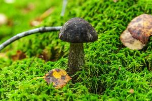 Edible small mushroom brown cap Penny Bun leccinum in moss autumn forest background. Fungus in the natural environment. Big mushroom macro close up. Inspirational natural summer or fall landscape. photo