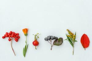 Autumn floral composition. Plants viburnum rowan berries dogrose flowers colorful leaves isolated on white background. Fall natural plants ecology wallpaper concept. Flat lay top view, copy space photo