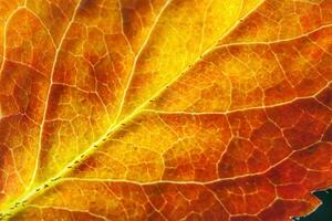 Closeup autumn fall extreme macro texture view of red orange green wood sheet tree leaf glow in sun background. Inspirational nature october or september wallpaper. Change of seasons concept. photo