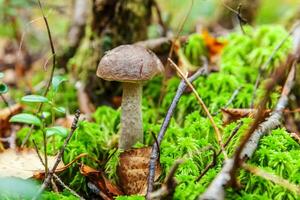 Edible small mushroom brown cap Penny Bun leccinum in moss autumn forest background. Fungus in the natural environment. Big mushroom macro close up. Inspirational natural summer or fall landscape. photo