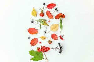 Autumn floral composition. Plants viburnum rowan berries dogrose fresh flowers colorful leaves isolated on white background. Fall natural plants ecology wallpaper concept Flat lay top view copy space photo