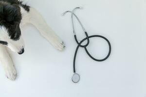 cachorro border collie y estetoscopio aislado sobre fondo blanco. perrito en la recepción del médico veterinario en la clínica veterinaria foto