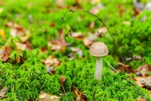 Edible small mushroom brown cap Penny Bun leccinum in moss autumn forest background. Fungus in the natural environment. Big mushroom macro close up. Inspirational natural summer or fall landscape. photo