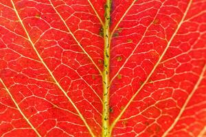 Closeup autumn fall extreme macro texture view of red orange green wood sheet tree leaf glow in sun background. Inspirational nature october or september wallpaper. Change of seasons concept. photo