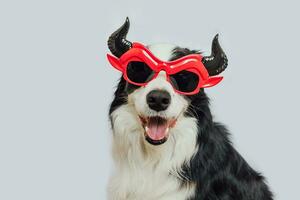 Trick or Treat concept. Funny puppy dog border collie dressed in halloween silly Satan devil eyeglasses costume scary and spooky isolated on white background. Preparation for Halloween party. photo