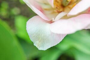 Pink tulip flowers in spring time. Close up macro of fresh spring flower in garden. Soft abstract floral poster, extremely macro, selective focus. Inspirational floral wallpaper holidays card photo