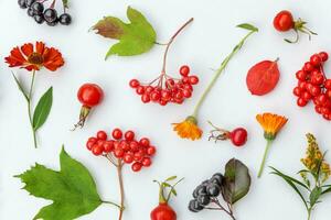 Autumn floral composition. Plants viburnum rowan berries dogrose flowers colorful leaves isolated on white background. Fall natural plants ecology wallpaper concept. Flat lay top view, copy space photo