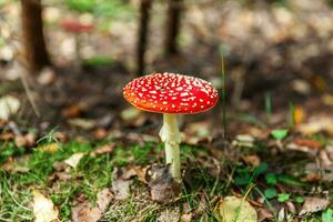 Toxic and hallucinogen mushroom Fly Agaric in grass on autumn forest background. Red poisonous Amanita Muscaria fungus macro close up in natural environment. Inspirational natural fall landscape. photo