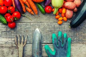 Assortment different fresh organic vegetables and gardening tools on country style wooden background. Healthy food vegan vegetarian eating dieting concept. Local garden produce clean food. photo