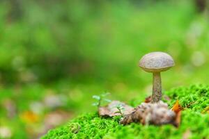 Edible small mushroom with brown cap Penny Bun leccinum in moss autumn forest background. Fungus in the natural environment. Big mushroom macro close up. Inspirational natural summer fall landscape photo