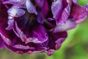 Purple tulip flowers in spring time. Close up macro of fresh spring flower in garden. Soft abstract floral poster, extremely macro, selective focus. Inspirational floral wallpaper holidays card photo