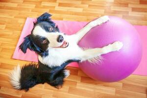 perro gracioso border collie practicando clases de yoga con pelota de gimnasia en el interior. cachorro haciendo pose de asana de yoga en una alfombra de yoga rosa en casa. tranquilidad relajarse durante la cuarentena. haciendo ejercicio en casa. foto