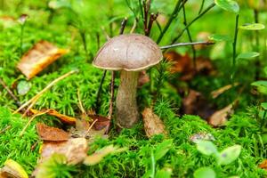 Edible small mushroom brown cap Penny Bun leccinum in moss autumn forest background. Fungus in the natural environment. Big mushroom macro close up. Inspirational natural summer or fall landscape. photo