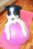 perro gracioso border collie practicando clases de yoga con pelota de gimnasia en el interior. cachorro haciendo pose de asana de yoga en una alfombra de yoga rosa en casa. tranquilidad relajarse durante la cuarentena. haciendo ejercicio en casa. foto