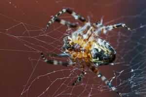 Arachnophobia fear of spider bite concept. Macro close up spider on cobweb spider web on blurred brown background. Life of insects. Horror scary frightening banner for halloween. photo