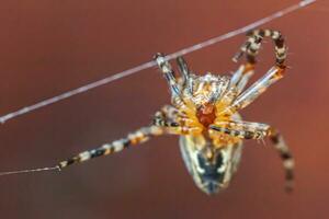 Arachnophobia fear of spider bite concept. Macro close up spider on cobweb spider web on blurred brown background. Life of insects. Horror scary frightening banner for halloween. photo