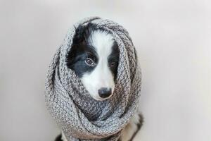 Funny studio portrait of cute smilling puppy dog border collie wearing warm clothes scarf around neck indoor at home photo