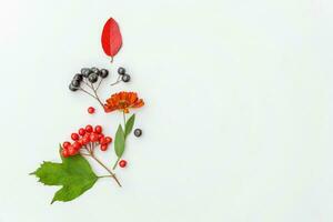 Autumn floral composition. Plants viburnum rowan berries dogrose fresh flowers colorful leaves isolated on white background. Fall natural plants ecology wallpaper concept Flat lay top view copy space photo