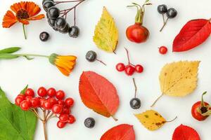 Autumn floral composition. Plants viburnum rowan berries dogrose fresh flowers colorful leaves isolated on white background. Fall natural plants ecology wallpaper concept. Flat lay, top view photo