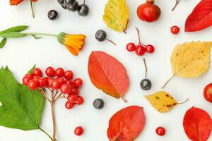 Autumn floral composition. Plants viburnum rowan berries dogrose fresh flowers colorful leaves isolated on white background. Fall natural plants ecology wallpaper concept. Flat lay, top view photo