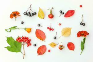 Autumn floral composition. Plants viburnum rowan berries dogrose fresh flowers colorful leaves isolated on white background. Fall natural plants ecology wallpaper concept. Flat lay, top view photo