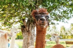 Cute alpaca with funny face relaxing on ranch in summer day. Domestic alpacas grazing on pasture in natural eco farm countryside background. Animal care and ecological farming concept photo