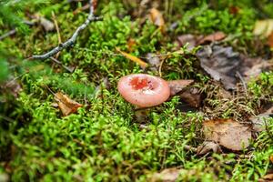 Edible small mushroom Russula with red russet cap in moss autumn forest background. Fungus in the natural environment. Big mushroom macro close up. Inspirational natural summer or fall landscape. photo