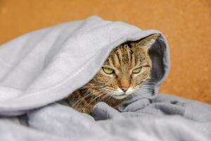 Funny arrogant domestic tabby cat lying on couch under plaid indoors. Kitten resting at home keeping warm hiding under blanket in cold fall autumn winter weather. Pet animal life Hygge mood concept. photo