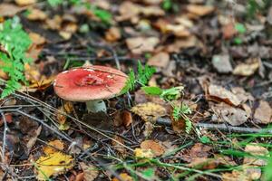 Edible small mushroom Russula with red russet cup in moss autumn forest background. Fungus in the natural environment. Big mushroom macro close up. Inspirational natural summer or fall landscape. photo