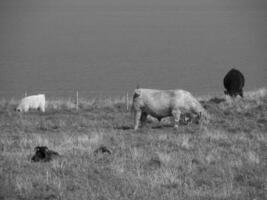 the island of Helgoland in the north sea photo