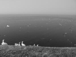 isla de helgoland en el mar del norte foto