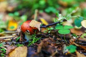Edible small mushroom Russula with red russet cap in moss autumn forest background. Fungus in the natural environment. Big mushroom macro close up. Inspirational natural summer or fall landscape. photo