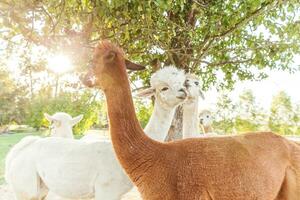 Cute alpaca with funny face relaxing on ranch in summer day. Domestic alpacas grazing on pasture in natural eco farm countryside background. Animal care and ecological farming concept photo