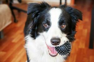 Funny portrait of cute smilling puppy dog border collie holding toy ball in mouth. New lovely member of family little dog at home playing with owner. Pet care and animals concept. photo