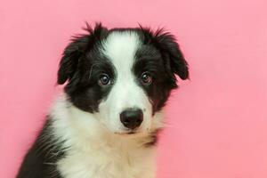 Funny studio portrait of cute smilling puppy dog border collie on pink pastel background photo