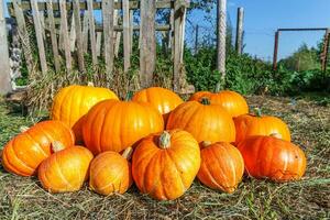 Natural autumn fall view pumpkin on eco farm background. Inspirational october or september wallpaper. Change of seasons, ripe organic food concept. Halloween party Thanksgiving day. photo