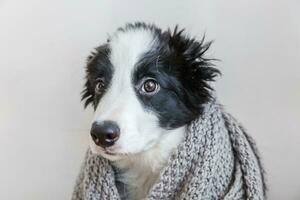 Funny studio portrait of cute smilling puppy dog border collie wearing warm clothes scarf around neck isolated on white background photo