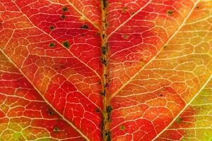 Closeup autumn fall extreme macro texture view of red orange green wood sheet tree leaf glow in sun background. Inspirational nature october or september wallpaper. Change of seasons concept. photo