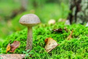 Edible small mushroom with brown cap Penny Bun leccinum in moss autumn forest background. Fungus in the natural environment. Big mushroom macro close up. Inspirational natural summer fall landscape photo