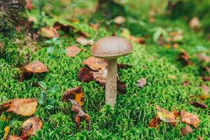 Edible small mushroom brown cap Penny Bun leccinum in moss autumn forest background. Fungus in the natural environment. Big mushroom macro close up. Inspirational natural summer or fall landscape. photo