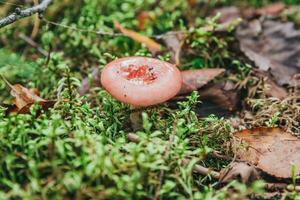 Edible small mushroom Russula with red russet cap in moss autumn forest background. Fungus in the natural environment. Big mushroom macro close up. Inspirational natural summer or fall landscape. photo