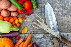 Assortment different fresh organic vegetables and gardening tools on country style wooden background. Healthy food vegan vegetarian eating dieting concept. Local garden produce clean food. photo