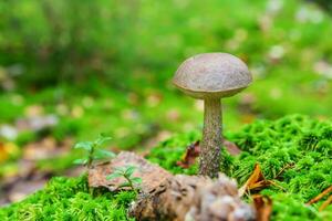 Edible small mushroom with brown cap Penny Bun leccinum in moss autumn forest background. Fungus in the natural environment. Big mushroom macro close up. Inspirational natural summer fall landscape photo