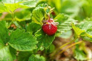 Industrial cultivation of strawberries plant. Bush with ripe red fruits strawberry in summer garden bed. Natural growing of berries on farm. Eco healthy organic food horticulture concept background. photo