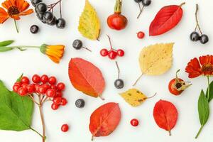 Autumn floral composition. Plants viburnum rowan berries dogrose fresh flowers colorful leaves isolated on white background. Fall natural plants ecology wallpaper concept. Flat lay, top view photo