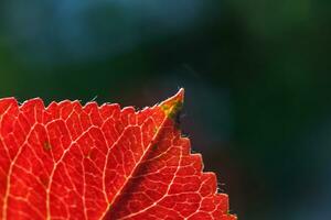 Closeup natural autumn fall macro view of red orange leaf glow in sun on blurred green background in garden or park. Inspirational nature october or september wallpaper. Change of seasons concept. photo