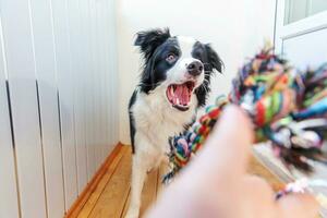 Funny portrait of cute smiling puppy dog border collie holding colourful rope toy in mouth. New lovely member of family little dog at home playing with owner. Pet care and animals concept. photo